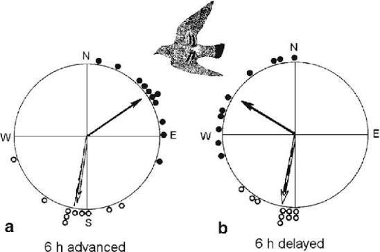 Two circular orientation plots from a pigeon clock-shift experiment: (a) clocks advanced 6 hours and (b) clocks delayed 6 hours, each dot representing one bird’s initial heading and the arrow the mean vector — the two mean vectors are rotated in opposite directions relative to true north/south.