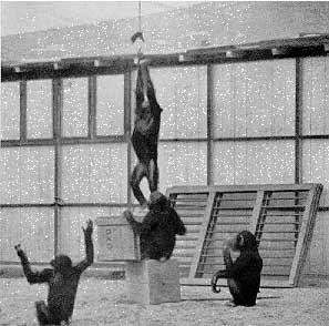 Black-and-white photograph of a Köhler chimpanzee experiment: one chimpanzee climbing a hanging rope/pole above a stack of crates, with other chimpanzees watching from the ground near additional crate materials.