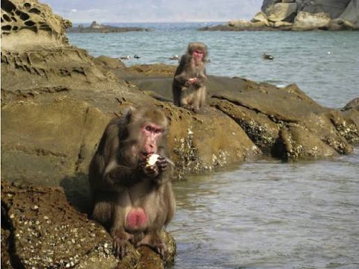 Photograph of two Koshima Island Japanese macaques at the water’s edge, one holding and washing a sweet potato before eating it.