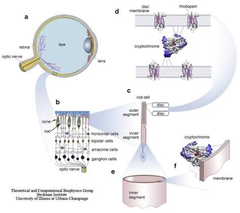 Diagram of the proposed cryptochrome-based radical-pair magnetoreception pathway: eye → retina layers (rod/cone/bipolar/ganglion cells) → rod cell outer segment discs → cryptochrome protein positioned alongside rhodopsin in the disc membrane.