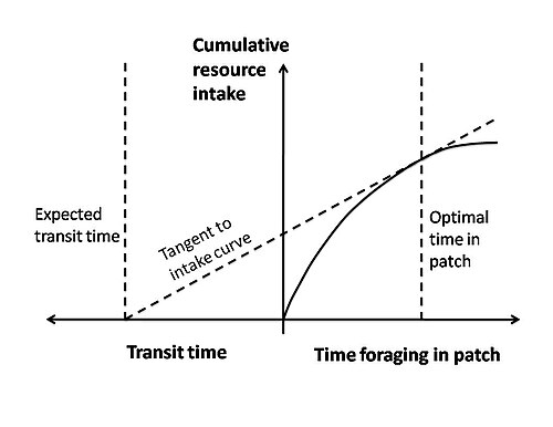 Charnov’s marginal value theorem graphical solution: cumulative resource intake vs. time foraging in a patch, a diminishing-returns curve, with a tangent line drawn from the negative x-axis (expected transit time) touching the curve at the optimal time in patch.