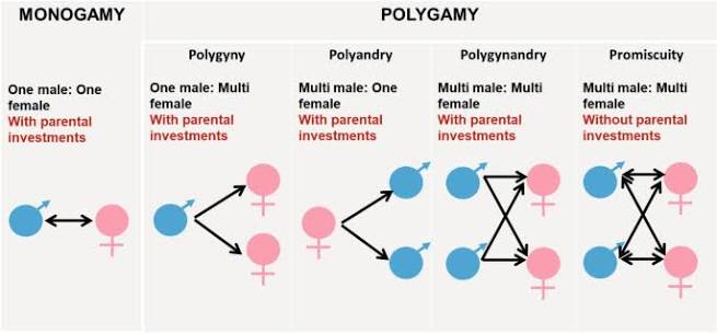 Mating system diagram using blue (male) and pink (female) icons and arrows: monogamy (1:1), polygyny (1 male:multiple females), polyandry (multiple males:1 female), polygynandry (multiple:multiple, with parental investment), and promiscuity (multiple:multiple, without parental investment).