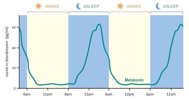 Graph of melatonin levels in the bloodstream across roughly 48 hours, low and flat during two “awake” daytime periods and rising to a sharp peak during each intervening “asleep” nighttime period.