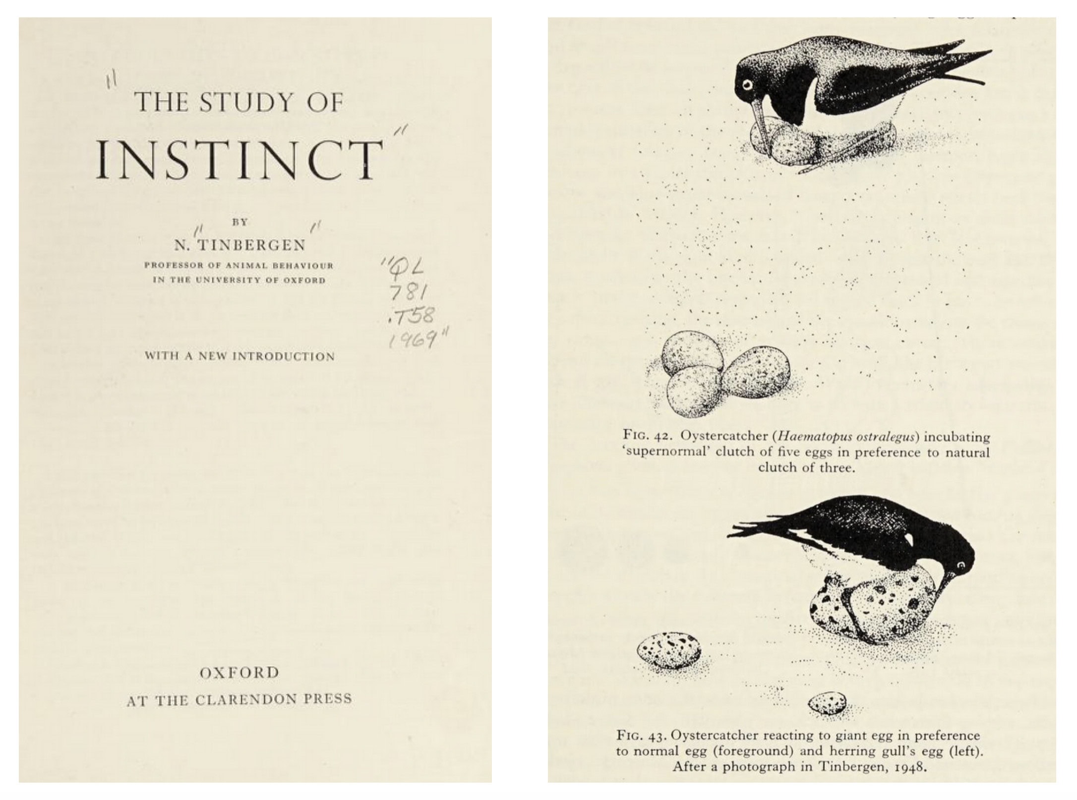 Tinbergen’s oystercatcher figures: an oystercatcher incubating a “supernormal” clutch of five eggs in preference to its own natural clutch of three (Fig. 42), and an oystercatcher reacting to a giant egg in preference to a normal egg and a herring gull’s egg placed alongside it (Fig. 43).