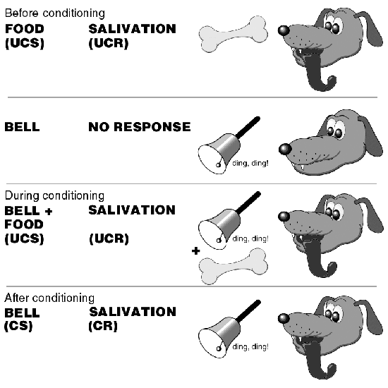 Four-panel diagram of Pavlov’s classical conditioning: before conditioning (food/UCS naturally elicits salivation/UCR; bell alone elicits no response), during conditioning (bell paired with food), and after conditioning (bell alone/CS now elicits salivation/CR).