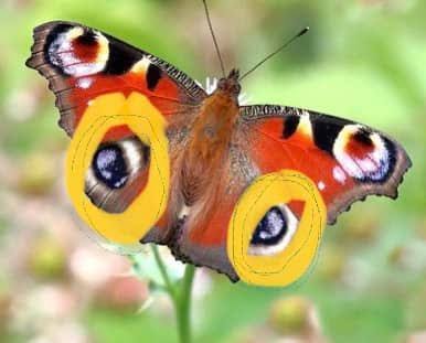Peacock butterfly with wings open, its two large wing eyespots circled/highlighted.