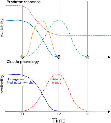 Two-panel timeline: predator response/availability curves over time (top) alongside cicada phenology (bottom), showing underground final-instar nymphs giving way to a sharp spike in adult cicada availability at T2, timed against predator response curves.