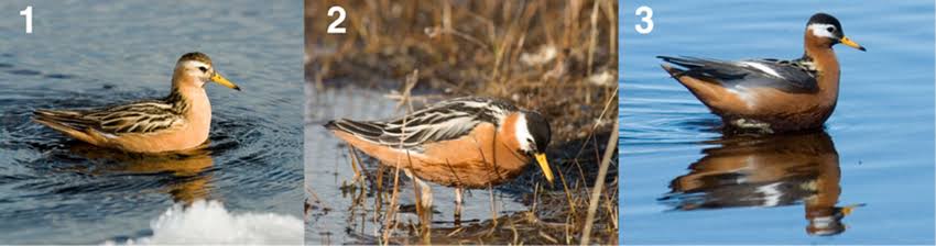 Three photographs of red phalaropes in breeding plumage: (1) a typical male, (2-3) females — females are the more brightly colored, more strikingly patterned sex in this species, the reverse of the usual vertebrate pattern.