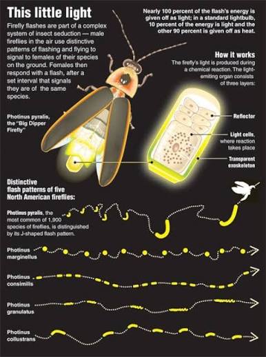 Infographic on firefly flash-pattern communication: how bioluminescence is produced, and the distinct flash patterns of five North American Photinus firefly species used for species recognition.