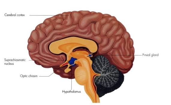 Sagittal brain diagram labeled with cerebral cortex, suprachiasmatic nucleus, optic chiasm, hypothalamus, pineal gland, and cerebellum, showing the SCN’s position directly above the optic chiasm.