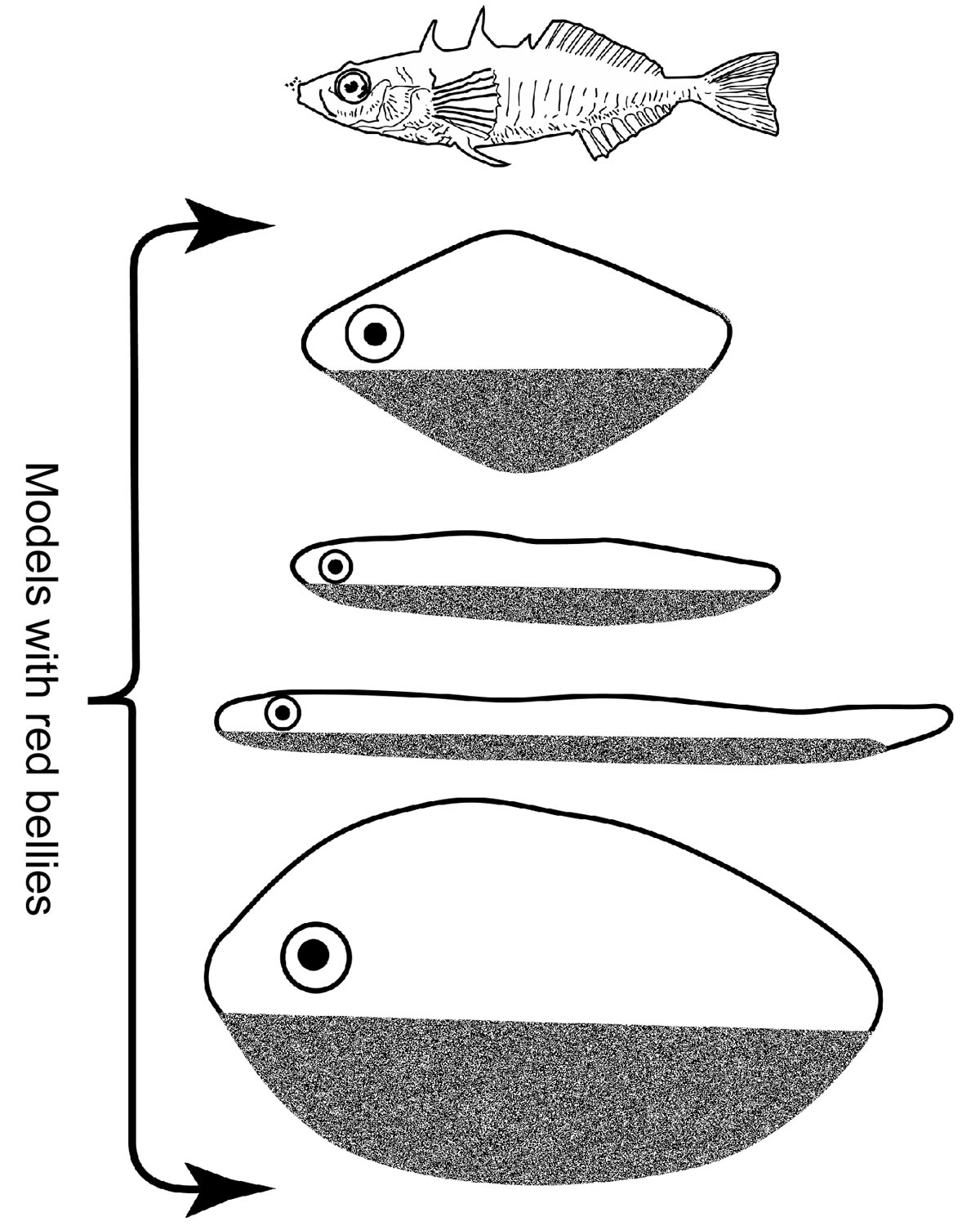 Tinbergen’s stickleback model diagram: a highly realistic fish model with no red belly (top) was ignored, while four crude, non-fish-shaped models with red-painted undersides (bracketed “Models with red bellies”) were attacked.