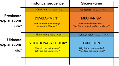 The four-questions framework arranged as a 2×2 grid: Development and Causation/Mechanism as the two proximate (“how?”) questions, Evolutionary History and Function/Survival Value as the two ultimate (“why?”) questions, with a historical-sequence vs. slice-in-time axis distinguishing the pairs.