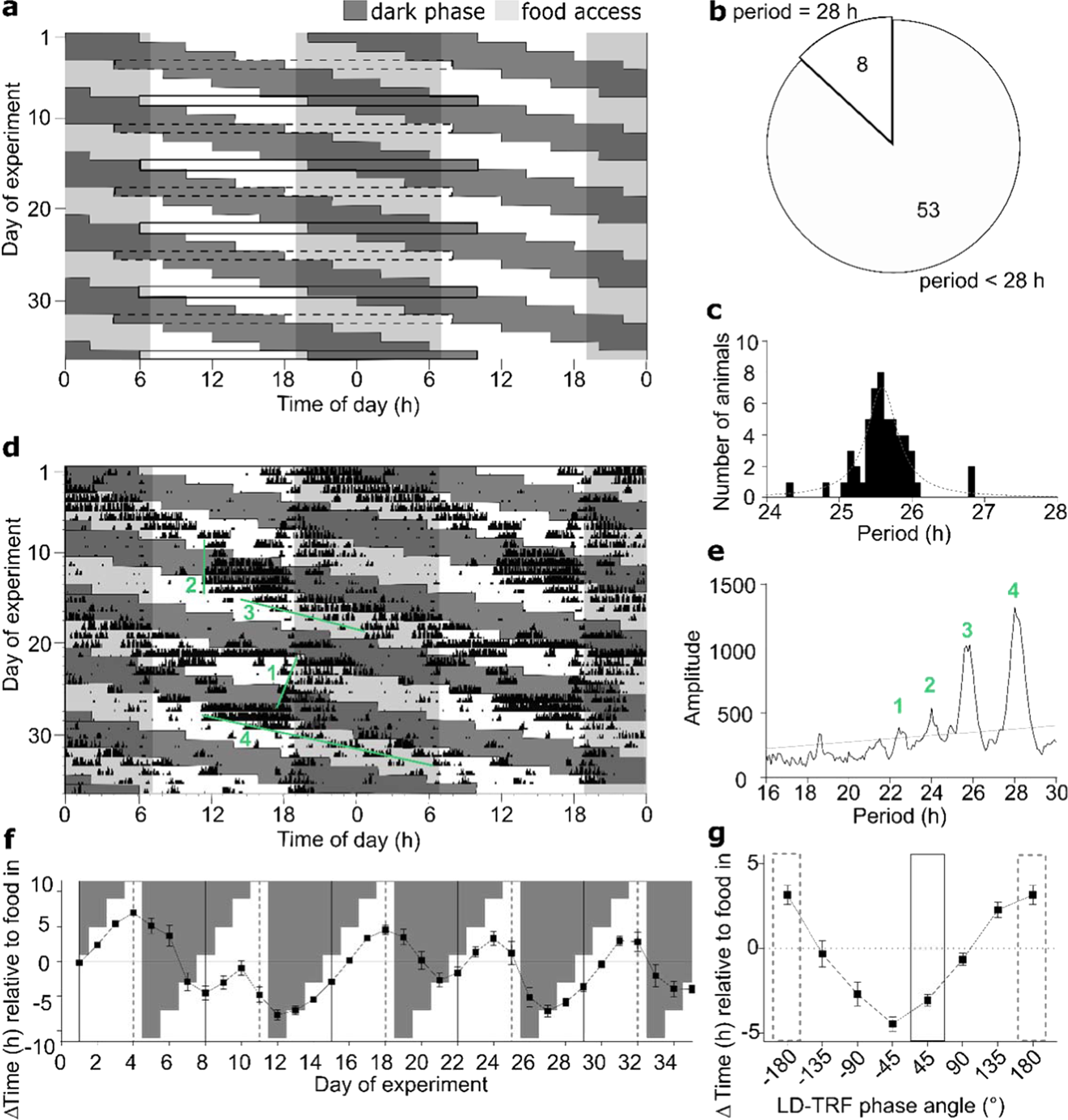Seven-panel chronobiology figure on food-entrainable circadian rhythms: (a,d) double-plotted actograms of activity relative to dark phase and scheduled food access across ~35 days, (b) pie chart of measured free-running periods (53 animals <28h vs. 8 animals =28h), (c) histogram of period length across animals, (e) periodogram amplitude vs. period with several individual peaks labeled, (f,g) phase shift (ΔTime relative to food access) plotted across successive days and against light-dark/feeding phase angle, respectively.