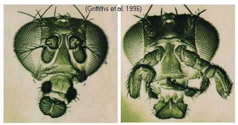 Wild-type Drosophila head (left, normal paired antennae) vs. an Antennapedia mutant head (right), where fully formed leg structures develop in place of the antennae due to Hox gene misexpression in the antennal segment