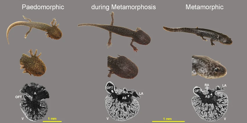Paedomorphic, mid-metamorphosis, and fully metamorphic salamander individuals compared side by side: whole-body view, head close-up, and heart cross-section at each stage. The paedomorphic individual retains external gills and an aquatic tail fin (the larval traits described in the text); the metamorphic individual has lost both, developing the terrestrial adult body form instead. The heart cross-sections additionally show a structural difference beyond the text’s scope: the paedomorphic heart retains a single undivided atrium (A), while the metamorphic heart has fully septated left and right atria (LA/RA) — an example of heterochrony affecting internal anatomy alongside the external traits