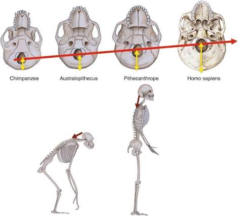 Top: chimpanzee, Australopithecus, “Pithecanthrope” (an older name for Homo erectus), and Homo sapiens skulls viewed from below, with an arrow tracking the foramen magnum’s position moving progressively forward as bipedalism increases. Bottom: a chimpanzee’s quadrupedal posture vs. a human’s upright bipedal posture, with the head-to-spine alignment marked. Note: this image documents the foramen magnum position marker and overall posture clearly, but does not separately illustrate the other three markers described in the text (pelvis shape, valgus knee angle, foot structure) — no single image covering all four was found
