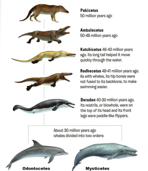 Cetacean fossil series from Pakicetus (~50 mya, terrestrial) through Ambulocetus, Kutchicetus, and Rodhocetus (each progressively more aquatic-adapted, with hip bones no longer fused to the backbone) to Dorudon (~30 mya, fully aquatic, blowhole and flipper-like forelimbs), branching into the modern odontocete (toothed whale) and mysticete (baleen whale) lineages