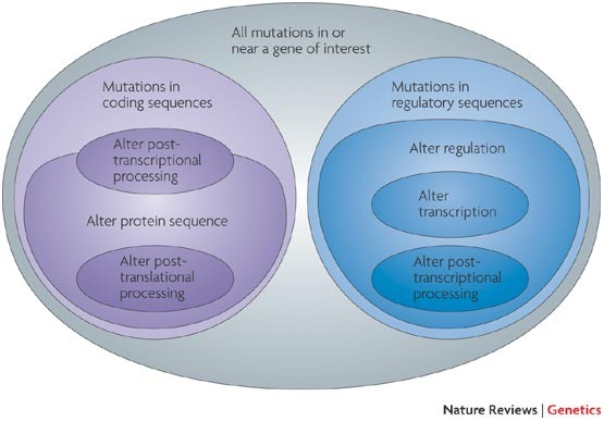 Classification of mutations in or near a gene of interest: mutations in coding sequences (altering protein sequence, post-transcriptional processing, or post-translational processing) versus mutations in regulatory sequences (altering transcription, post-transcriptional processing, or regulation generally). Note: this diagram classifies mutation types and their general downstream molecular effects — it does not itself depict the specific one-tissue-vs-everywhere tissue-context comparison described in the text, but is the source review’s own framework for that broader argument