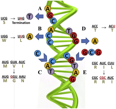 Five worked codon-substitution examples (A-E) classifying different outcomes: a nonsense/termination substitution (UCG→UAG, serine to stop); a missense/nonsynonymous substitution changing the encoded amino acid (UGG→UUG, tryptophan to leucine); a multi-substitution example; a synonymous (silent) substitution preserving the encoded amino acid (ACC→ACU, both threonine); and a substitution changing one amino acid while others stay fixed.