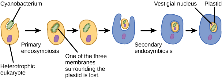 Primary endosymbiotic origin of the chloroplast: a heterotrophic eukaryotic host cell engulfs a cyanobacterium, which is retained rather than digested; a subsequent secondary endosymbiosis event (a different eukaryote engulfing this newly plastid-bearing cell) leaves a vestigial nucleus alongside the plastid in the new host. Note: this diagram illustrates the chloroplast side of endosymbiotic theory specifically (starting from a host that already has mitochondria); it does not separately depict the earlier alphaproteobacterium-engulfment step that gave rise to mitochondria