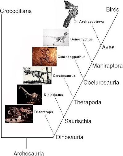 Cladogram of Archosauria/Dinosauria placing non-flying theropod lineages (Ceratosaurus, Compsognathus, Deinonychus) as progressively closer relatives of birds (Aves) than Triceratops or Diplodocus, with Archaeopteryx marking the earliest-known bird. Note: this diagram shows phylogenetic relationships only — it does not itself depict feather function at each branch point, so it supports the phylogenetic placement of feathered non-avian theropods relative to birds, but not the specific insulation/display-before-flight functional claim in the text; no image depicting that functional sequence directly was found