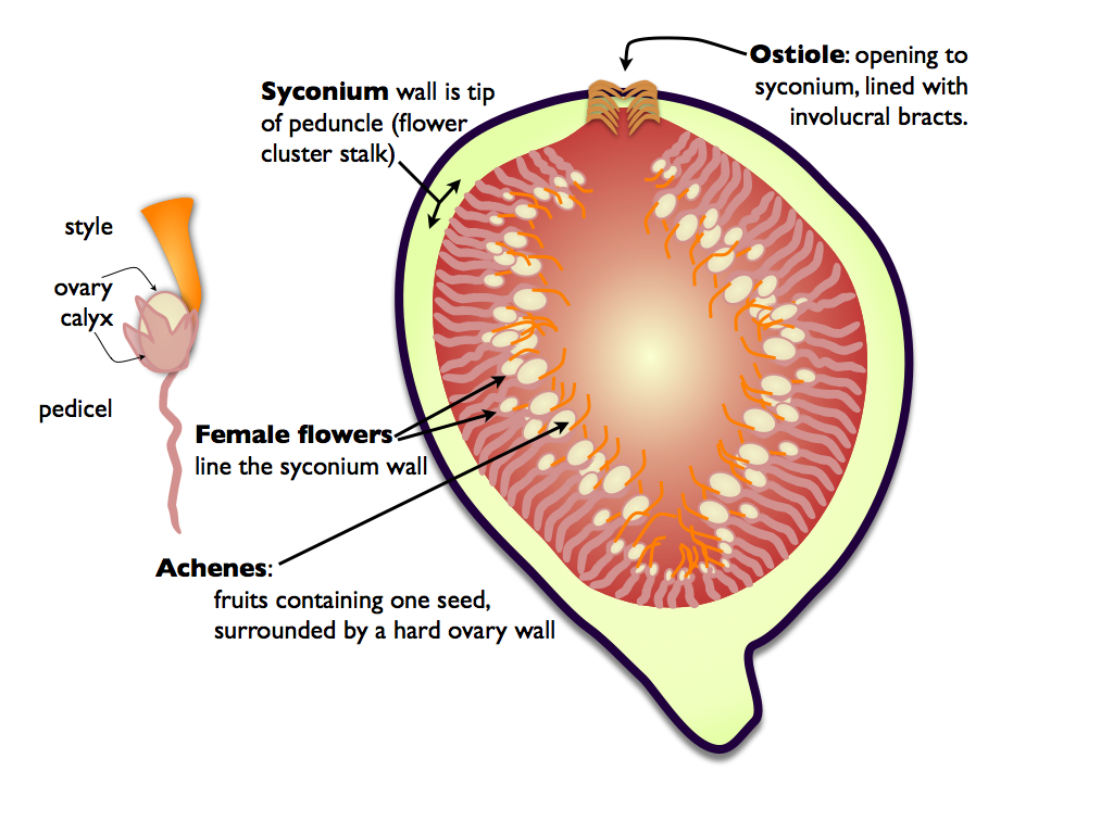 Fig syconium cut in cross-section, showing the ostiole, syconium wall, female flowers lining the wall, and achenes — the ovary/style/pedicel structure of an individual female flower shown enlarged at left