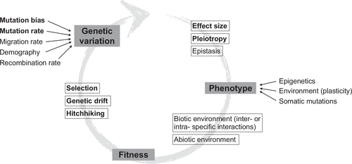 An eco-evolutionary feedback diagram: genetic variation (fed by mutation rate/bias, migration rate, demography, and recombination rate) shapes phenotype (also affected by epigenetics, environment, and somatic mutations), which combines with the biotic/abiotic environment to determine fitness, which feeds back to genetic variation via selection, genetic drift, and hitchhiking.