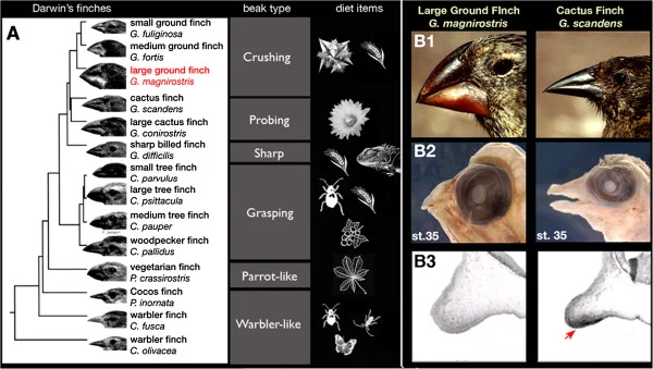 Darwin’s finch phylogeny with beak type and diet specialization labeled at each tip — crushing (ground finches, e.g. large ground finch), probing (cactus finches), sharp/grasping/parrot-like/warbler-like beak forms across the remaining tree finch and warbler finch lineages — plus a comparative developmental panel contrasting large ground finch and cactus finch beak morphology at an equivalent embryonic stage