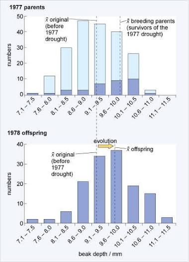 Galápagos finch directional selection: the 1977 parent generation’s beak-depth distribution (light bars) narrows toward a larger mean (dark bars) among drought survivors that went on to breed, and the 1978 offspring generation’s beak-depth distribution shifts further in the same direction, labeled “evolution”