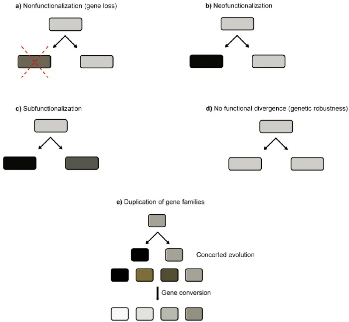 Five possible fates of a duplicated gene: (a) nonfunctionalization — one paralog accumulates disabling mutations and is lost (pseudogenization); (b) neofunctionalization — one paralog acquires a new function while the other retains the ancestral one; (c) subfunctionalization — both paralogs partially diverge, jointly retaining the ancestral function between them; (d) no functional divergence (genetic robustness) — both paralogs remain redundant; (e) duplication of entire gene families, which can undergo concerted evolution and gene conversion across multiple copies