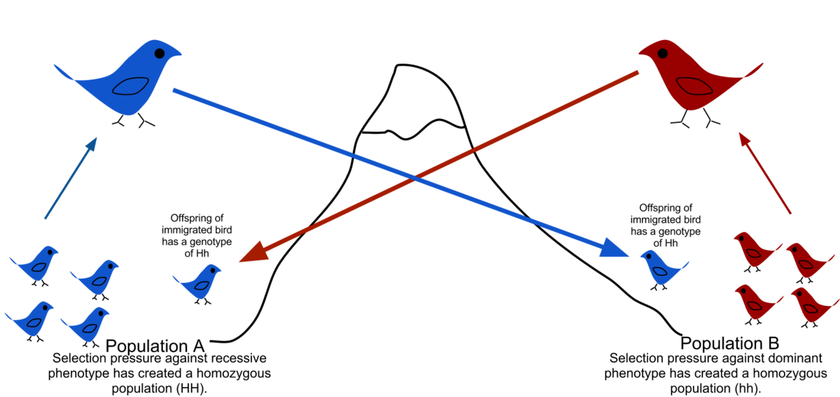 Gene flow between two bird populations that selection has driven to opposite homozygous states (Population A fixed HH, Population B fixed hh): migrant individuals crossing between the populations produce heterozygous (Hh) offspring in the recipient population, introducing the allele that selection had otherwise eliminated there — an illustration of gene flow’s homogenizing effect working directly against local selection