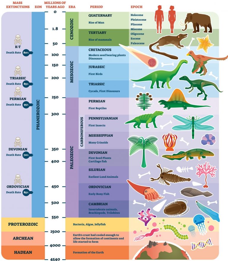 Geologic timescale with the “big five” mass extinctions (Ordovician, Devonian, Permian, Triassic, K-T) marked alongside their estimated death rates — the same reference timeline introduced in History of Life & Major Transitions, reused here for its mass-extinction detail
