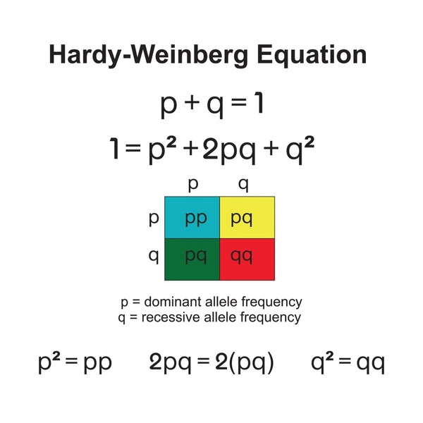The Hardy-Weinberg equation p + q = 1 and p² + 2pq + q² = 1, with a Punnett square showing where each term comes from: crossing allele frequencies p and q against themselves produces pp (p²), pq and pq (2pq), and qq (q²)