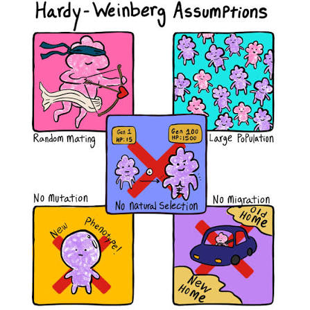 The five Hardy-Weinberg assumptions illustrated: random mating, a large population (no genetic drift), no mutation, no migration, and (center) no natural selection