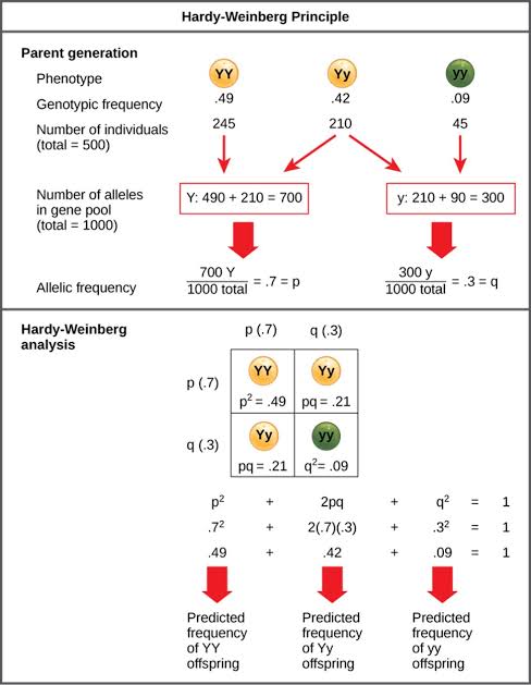 Worked Hardy-Weinberg example: a parent generation of 500 individuals (245 YY, 210 Yy, 45 yy) is converted to allele counts (700 Y, 300 y out of 1000 total alleles) giving p = 0.7 and q = 0.3, then a Punnett-square analysis computes p² = .49, 2pq = .42, and q² = .09 as the predicted frequencies of YY, Yy, and yy offspring
