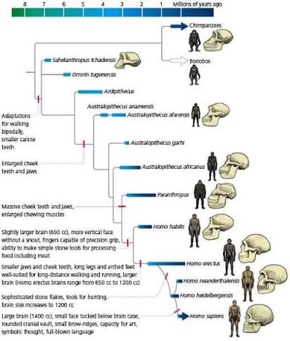 Hominin phylogeny with a time scale from 8 million years ago to present, showing Sahelanthropus tchadensis and Orrorin tugenensis near the base, branching through Ardipithecus, Australopithecus anamensis/afarensis/garhi/africanus, Paranthropus, and the genus Homo (habilis, erectus, heidelbergensis, neanderthalensis, sapiens), with chimpanzees and bonobos as the outgroup and key adaptive transitions (bipedalism onset, brain-size increases, stone tool use, language capacity) labeled at the relevant branch points