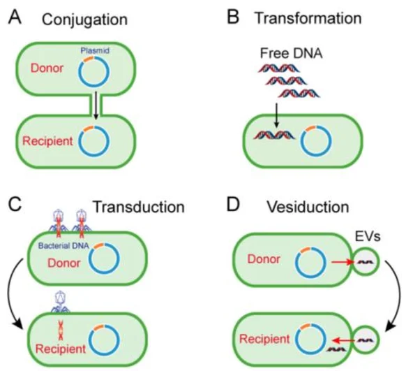 Four mechanisms of horizontal gene transfer between bacterial cells: (A) conjugation — direct plasmid transfer from a donor to a recipient cell; (B) transformation — a recipient cell takes up free DNA from its environment; (C) transduction — bacteriophage particles carry bacterial DNA from a donor to a recipient cell; (D) vesiduction — donor-cell-derived extracellular vesicles (EVs) carrying DNA are taken up by a recipient cell, a fourth mechanism beyond the three described in the text