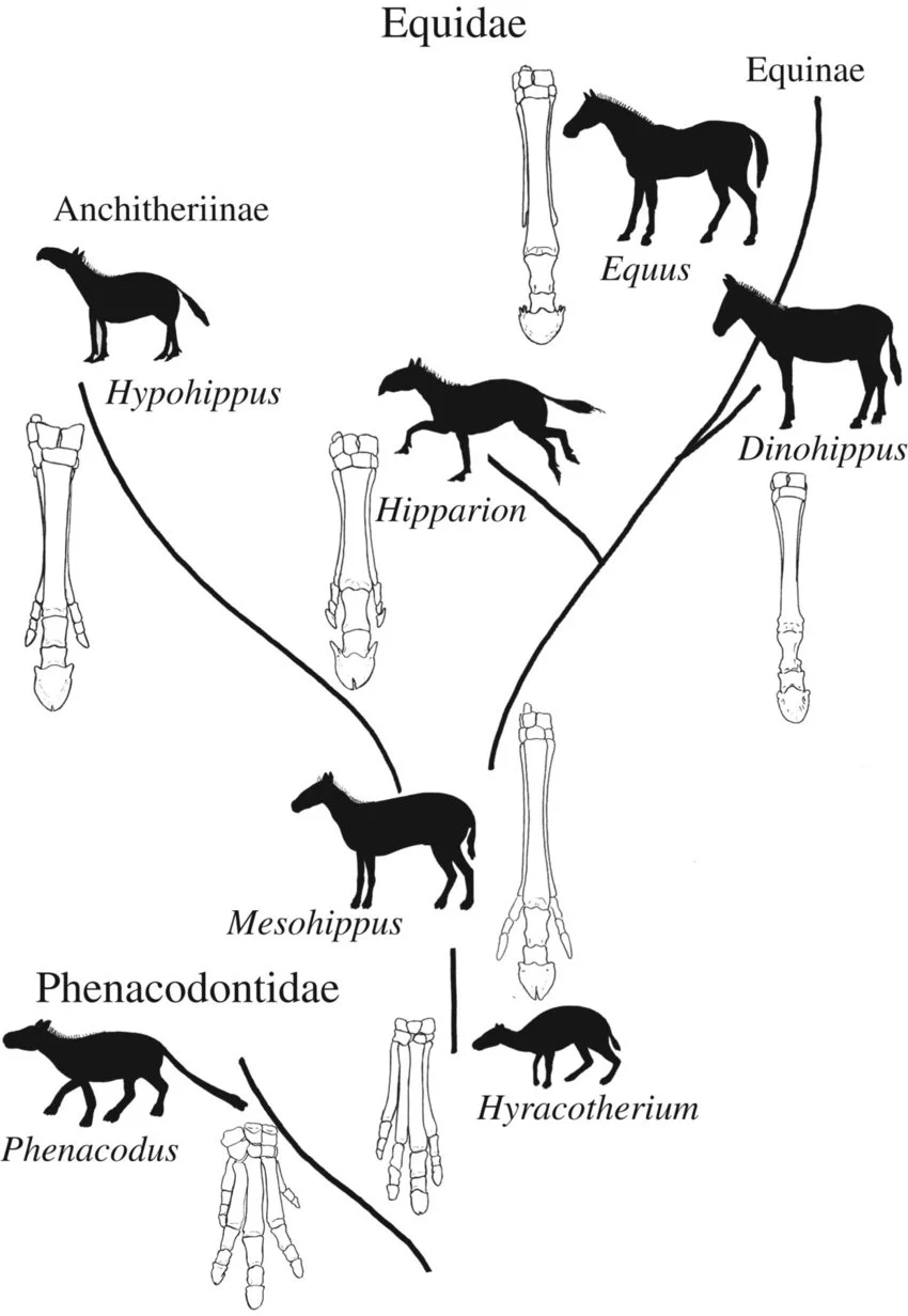 General evolutionary tree of the Equidae, rooted in the outgroup Phenacodus, branching through Hyracotherium and Mesohippus into two distinct subfamilies — Anchitheriinae (e.g. Hypohippus) and Equinae (e.g. Hipparion, Dinohippus, modern Equus) — with distal forelimb/foot skeletal diagrams at each stage showing toe reduction proceeding differently across the branching lineages, not as one single linear sequence