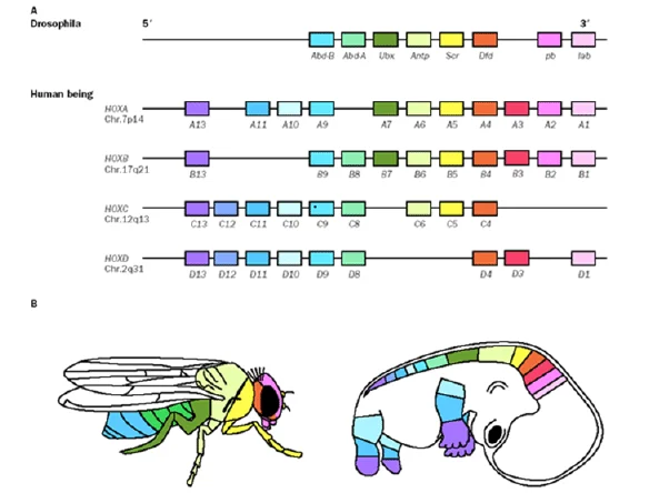 (A) The Drosophila Hox complex (Abd-B, Abd-A, Ubx, Antp, Scr, Dfd, pb, lab) arranged 5’ to 3’ on the chromosome, alongside the four human HOXA/B/C/D paralog clusters, each gene color-coded by relative position. (B) A fly and a human embryo, each with body segments colored to match the corresponding Hox gene’s color from panel A — directly illustrating colinearity: genes positioned similarly along the chromosome pattern correspondingly positioned body regions in both a fly and a human