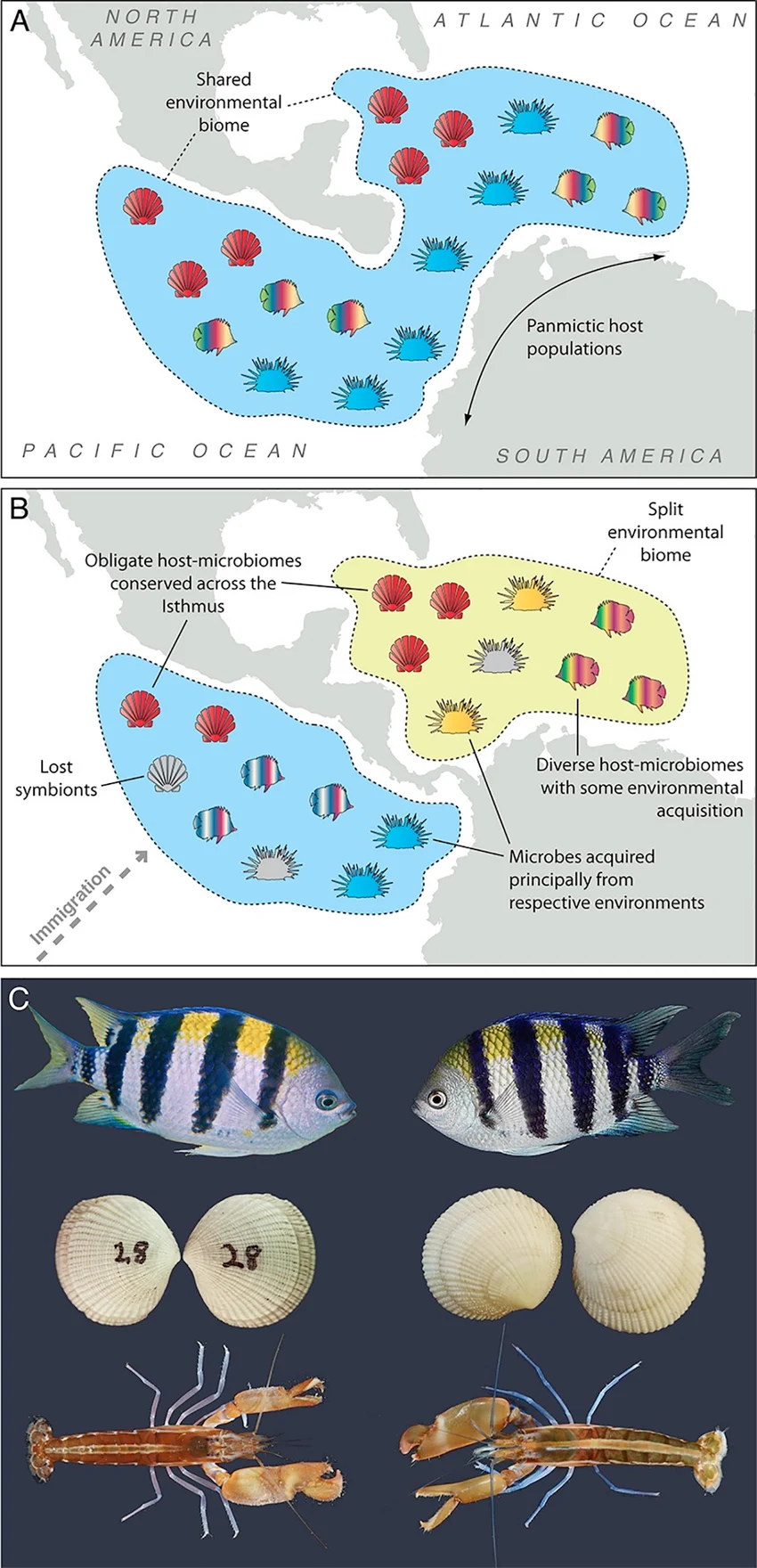 Three documented geminate species pairs split by the isthmus of Panama’s closure, one Atlantic (left) and one Pacific (right) representative shown for each: a banded sergeant damselfish pair, a cockle shell pair, and a snapping shrimp pair — each pair sharing a most recent common ancestor from the single, once-continuous marine population before the isthmus closed