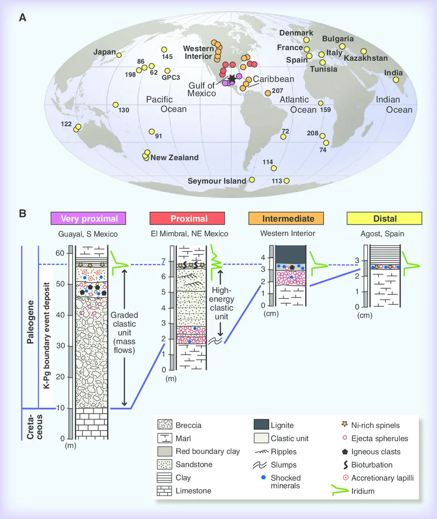 Global distribution of key K-Pg boundary locations (deep-sea drill sites and outcrops, classified by proximity to the Chicxulub impact site in the Gulf of Mexico) alongside four representative stratigraphic columns (very proximal to distal) showing the K-Pg boundary event deposit, with shocked minerals, ejecta spherules, and the iridium spike marked at each site. Note: this shows the geological/impact evidence for the K-Pg event specifically — it does not include a before/after mammalian body-size or diversity comparison, which no single sourced image covered