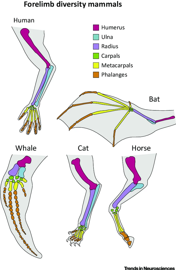 Pentadactyl forelimb homology across five mammals — human, bat, whale, cat, and horse — with the same six bone categories (humerus, ulna, radius, carpals, metacarpals, phalanges) color-coded identically in each limb despite their very different final functions (grasping, flight, swimming, walking)