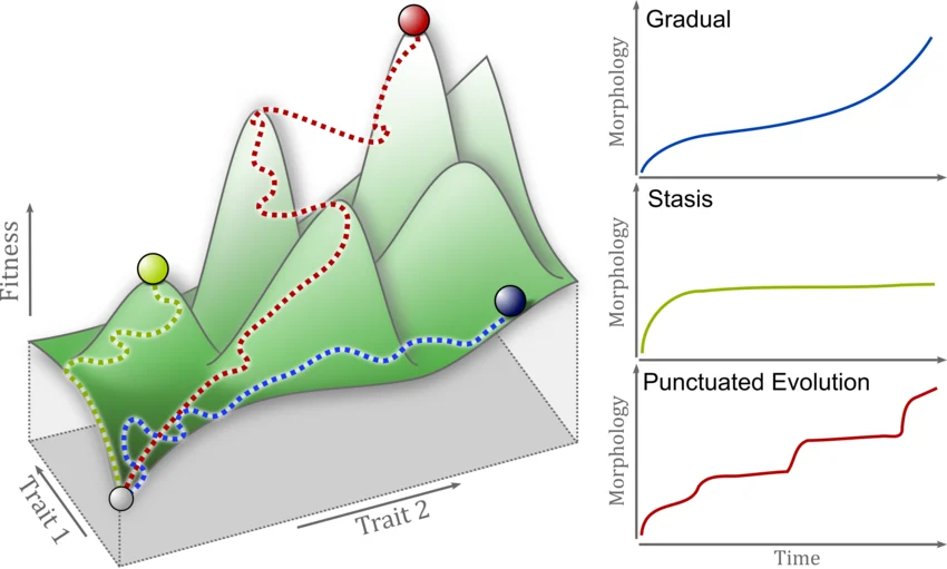 Left: three lineages taking different adaptive walks across a fitness landscape (peaks = higher fitness), illustrating that the same underlying process (movement toward higher fitness across a rugged landscape) can produce very different paths. Right: the three corresponding morphology-over-time patterns this can produce — Gradual (smooth, continuous rise), Stasis (rises then plateaus with no further change), and Punctuated Evolution (long flat stretches interrupted by stepped jumps) — directly connecting the fitness-landscape mechanism to the tempo patterns described in the text