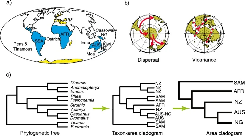 Ratite bird biogeography: (a) current distribution of ostrich (Africa), rheas/tinamous (South America), and emu/cassowary/kiwi/moa (Australia/New Zealand region); (b) competing dispersal vs. vicariance range-history hypotheses plotted on a polar projection; (c) how a phylogenetic tree of ratite taxa is converted into a taxon-area cladogram and then an area cladogram, the comparative-biogeography method used to test the Gondwana-vicariance explanation against the data