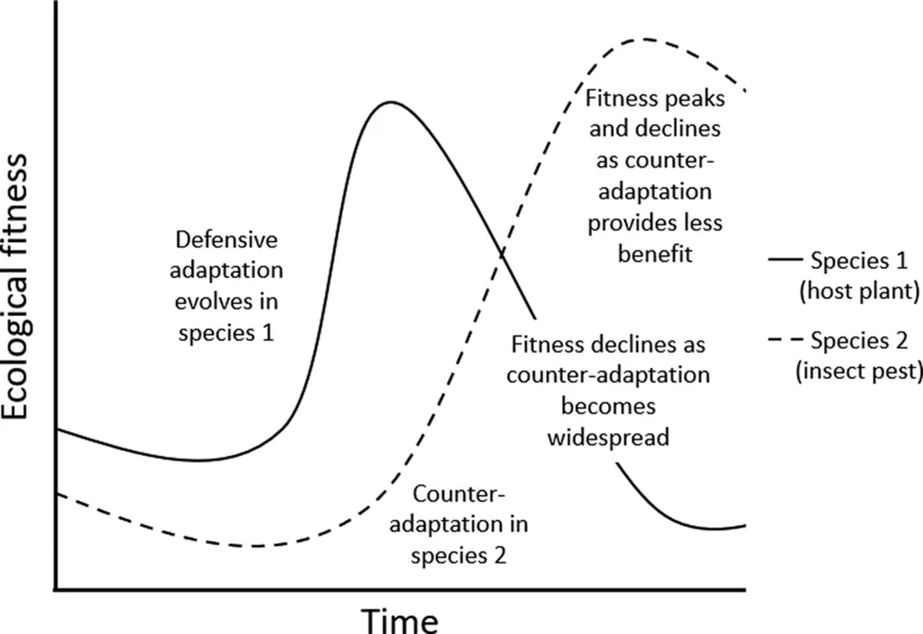 Red Queen dynamics between a host plant (Species 1) and an insect pest (Species 2): each species’ ecological fitness rises as it evolves a new defensive/counter-adaptation, then declines again as the other species evolves its own counter-adaptation in response, in a continuing back-and-forth cycle — rather than either species settling at a stable, permanently higher fitness level, illustrating “running to stay in place”