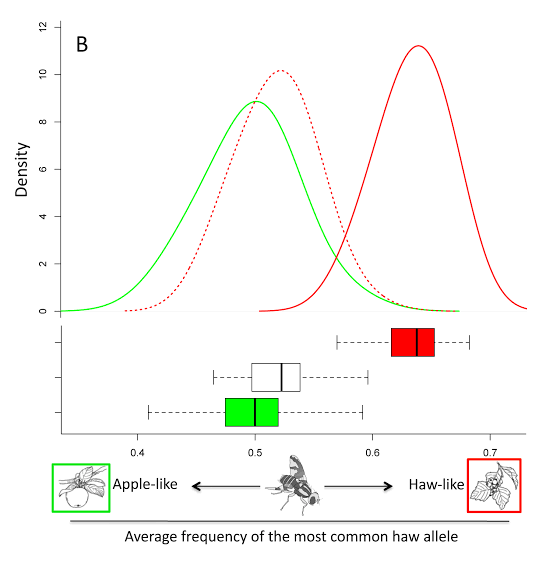 Genetic divergence between Rhagoletis pomonella host races: density distributions of the average frequency of the most common “haw” marker allele are shifted apart between apple-associated flies (green, lower frequency) and hawthorn-associated flies (red, higher frequency), with an intermediate ancestral/reference distribution (dotted) between them — direct genetic evidence of the host-race split despite both races occupying the same geographic range