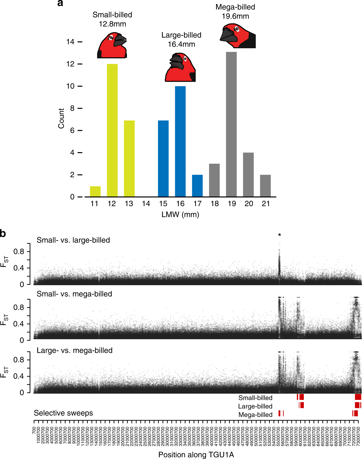 Seedcracker finch bill-size distribution from a genomic study identifying three discrete size classes by lower mandible width (LMW) — small-billed (~12.8mm), large-billed (~16.4mm), and mega-billed (~19.6mm) — with paired FST genome scans showing strong selective-sweep signals distinguishing each pair of morphs.