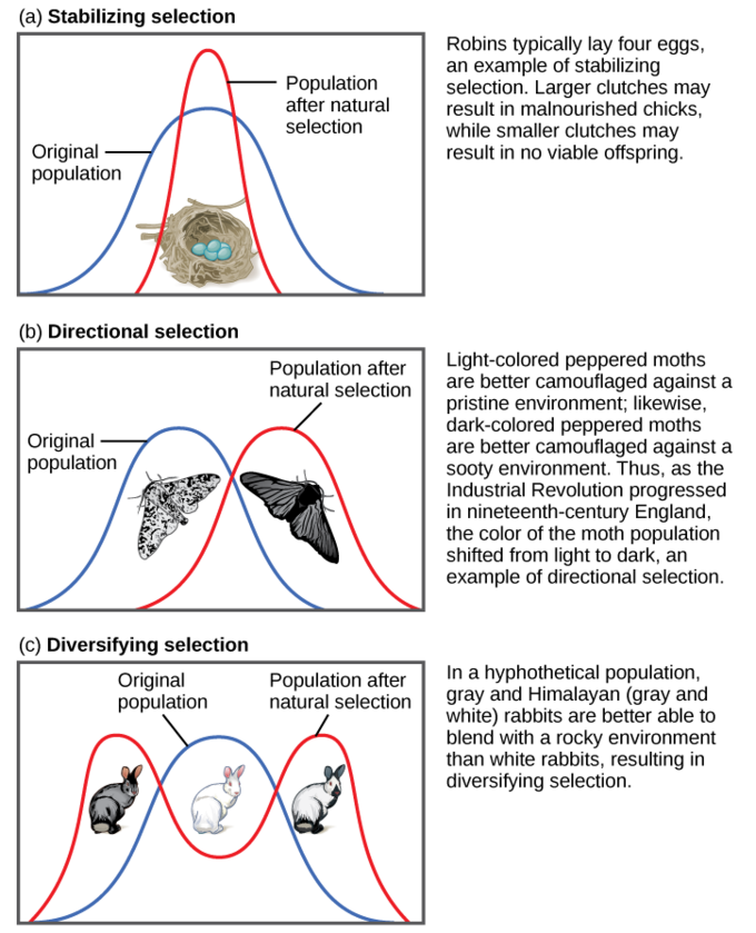 The three modes of selection compared side by side, each starting from the same original trait distribution (blue) and showing the population after natural selection (red): (a) stabilizing selection narrowing around the mean, illustrated with robin clutch size; (b) directional selection shifting the mean, illustrated with peppered moth industrial melanism; (c) disruptive/diversifying selection splitting into two peaks, illustrated with a hypothetical rabbit-coloration example