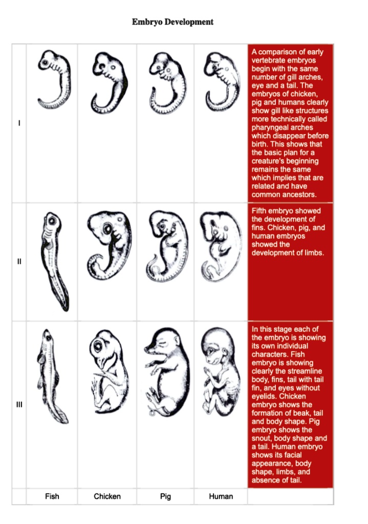 Comparative vertebrate embryo development across fish, chicken, pig, and human at three successive stages: stage I shows all four sharing the same pharyngeal arches, a prominent eye, and a tail; stage II shows fin development in fish alongside emerging limb buds in the other three; stage III shows each lineage’s adult-distinguishing features (fins/tail fin in fish, beak in chicken, snout in pig, facial features and limb structure in human) diverging from the shared early plan