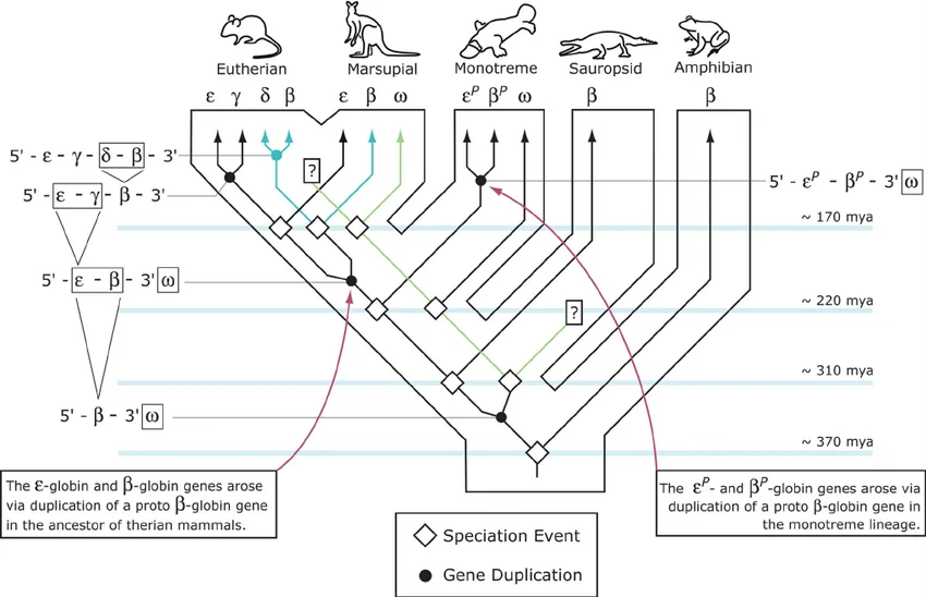 Evolutionary tree of the vertebrate globin gene family across eutherian, marsupial, monotreme, sauropsid, and amphibian lineages, showing gene duplication events (filled circles) and speciation events (diamonds) that produced the epsilon, gamma, delta, beta, and omega globin paralogs, with approximate dates (~170-370 mya). Note: this diagram documents the gene family’s duplication and cross-species diversification history — it does not itself label which paralog is expressed at which developmental stage (embryonic/fetal/adult), the specific claim in the text above